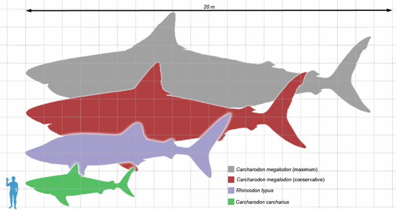 Megalodon Size